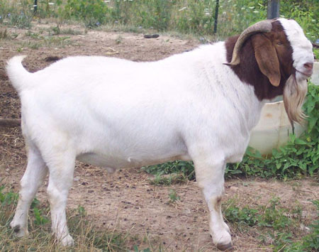 Boer_Goat